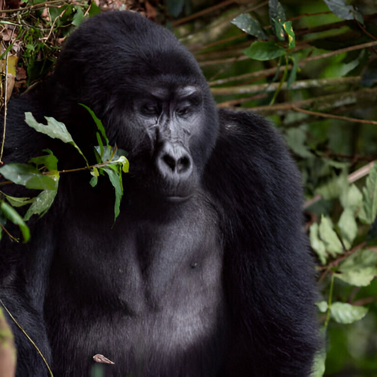 OPENBILL SAFARIS UGANDA