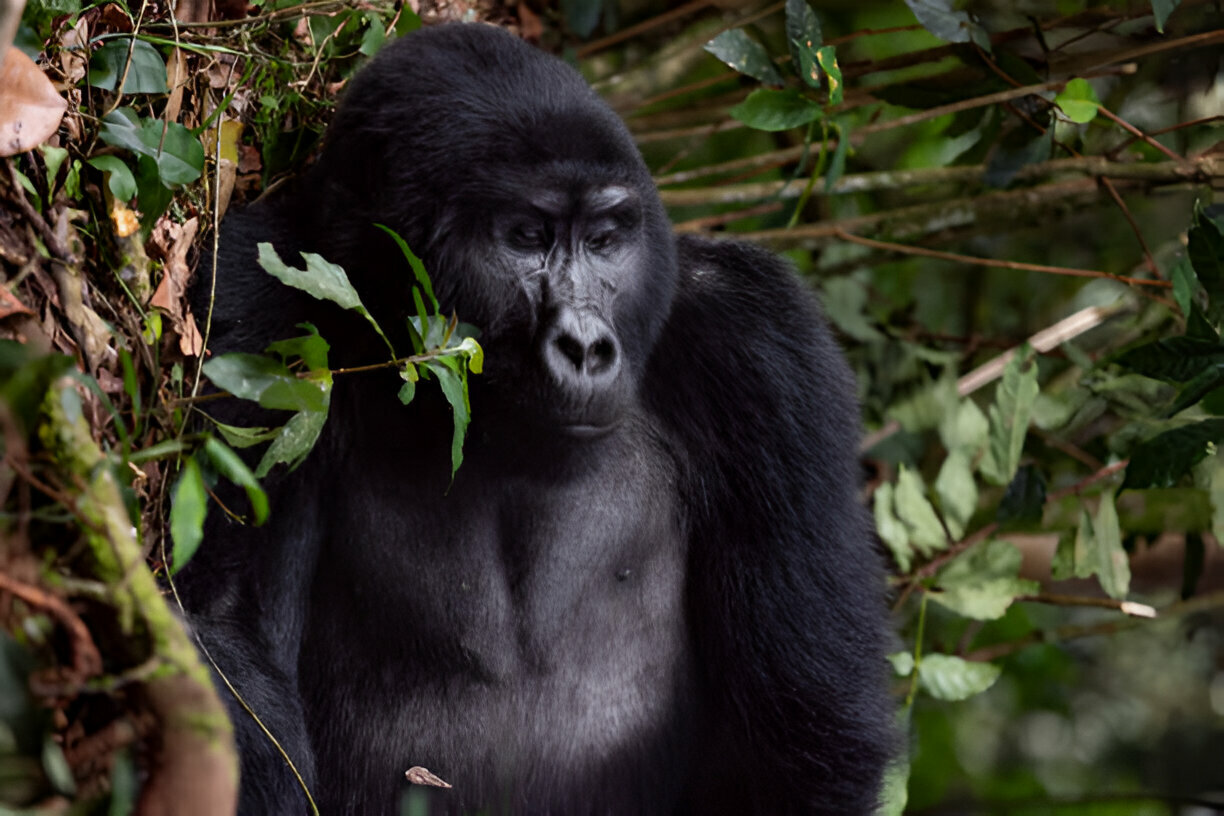 OPENBILL SAFARIS UGANDA