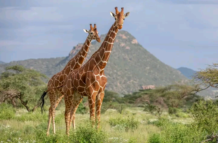 Bencia Africa Adventure & Saf