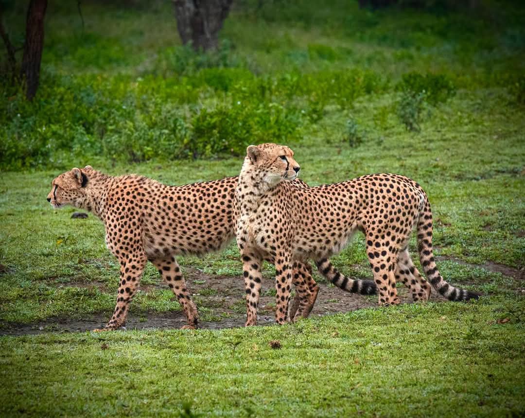Bencia Africa Adventure & Saf