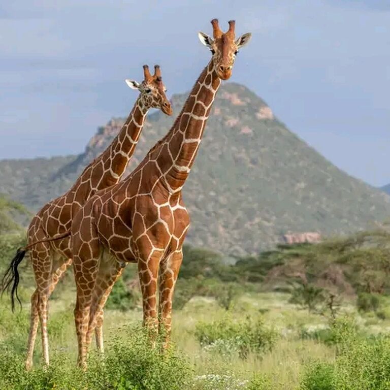 Bencia Africa Adventure & Saf