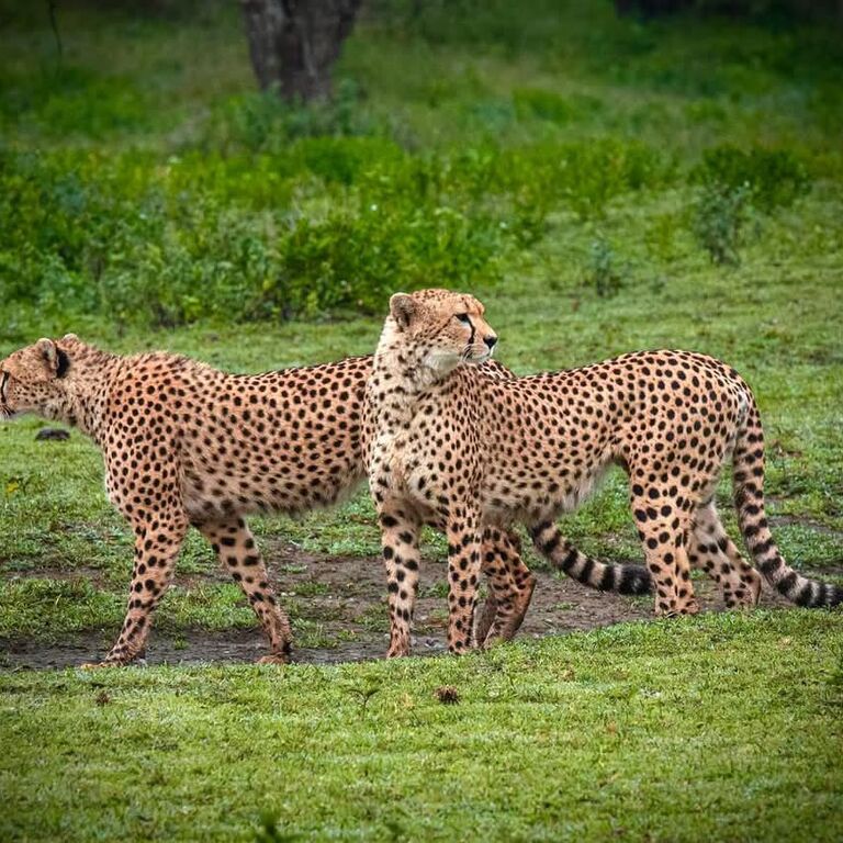 Bencia Africa Adventure & Saf