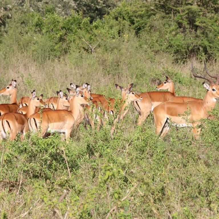 Bencia Africa Adventure & Saf