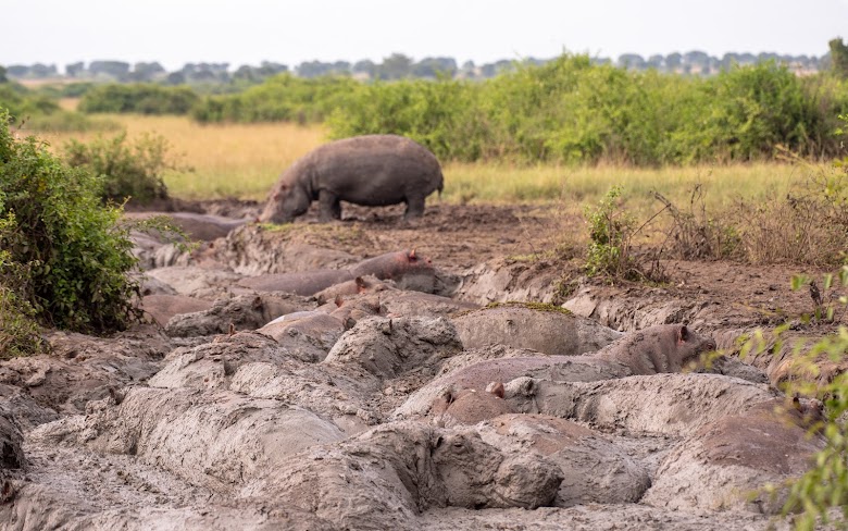 ML AFRIKA SAFARIS AND TOURS UGANDA