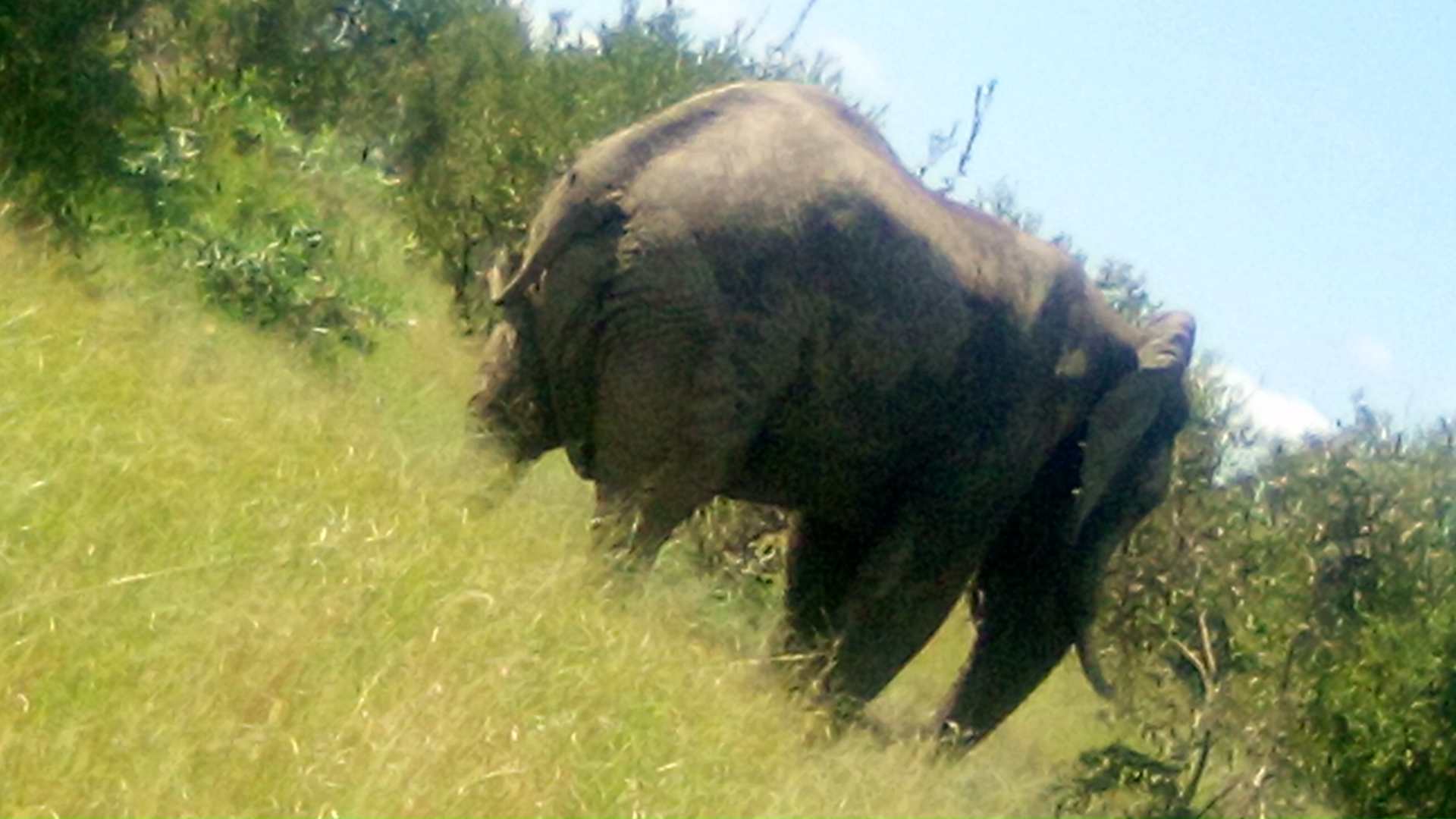 Vutomi obediens