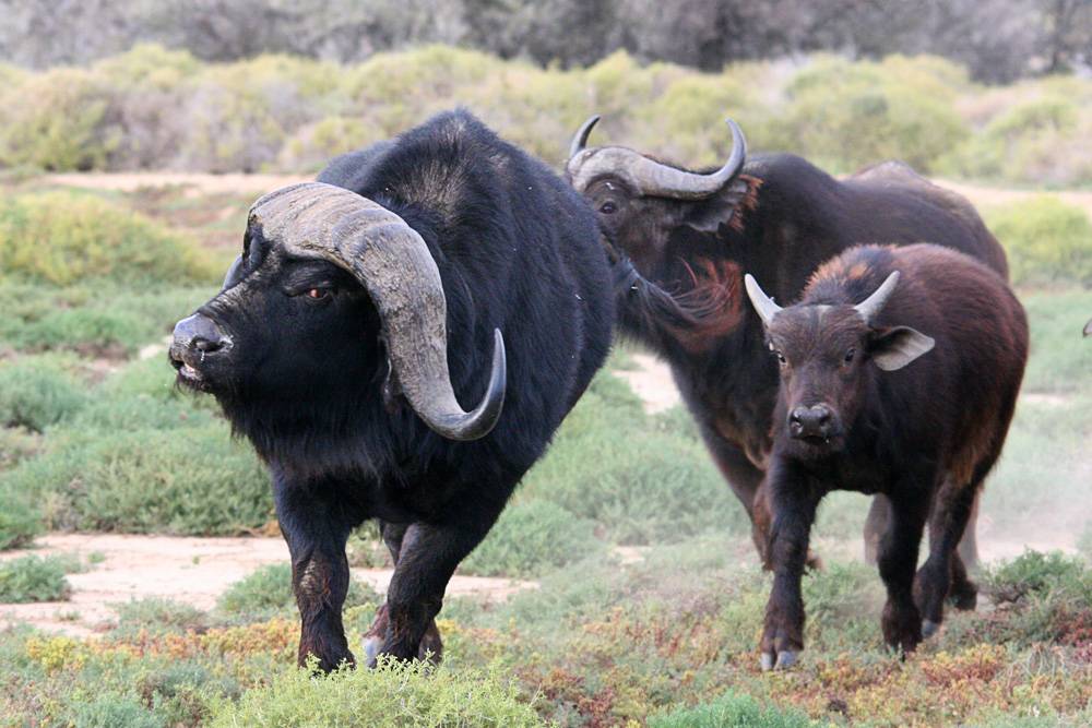 Custom Africa Travel & Tours