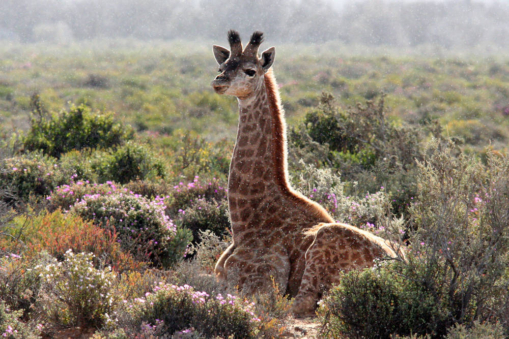 Custom Africa Travel & Tours