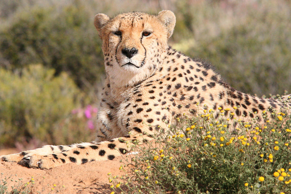 Custom Africa Travel & Tours