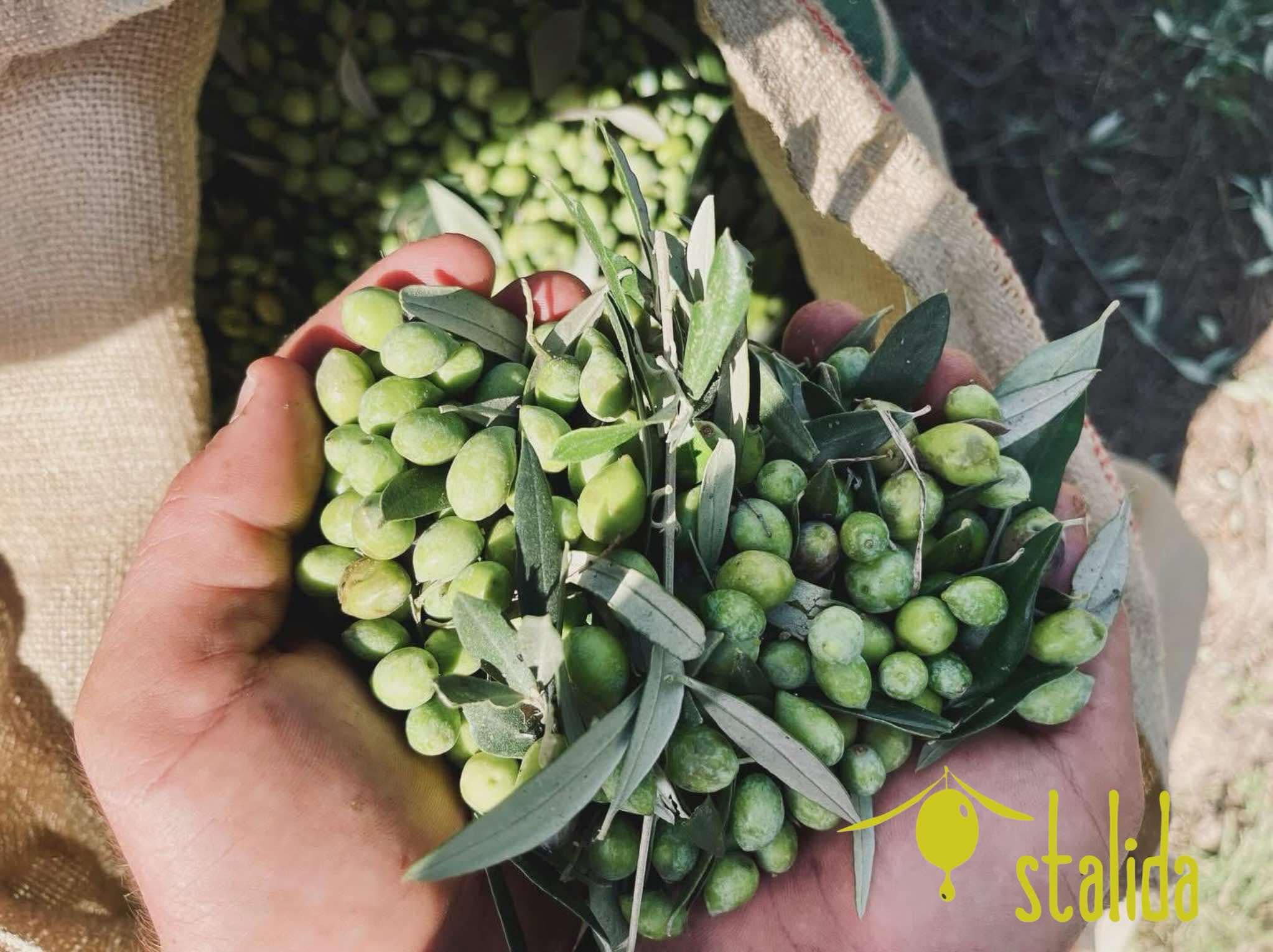 STALIDA OLIVE OIL