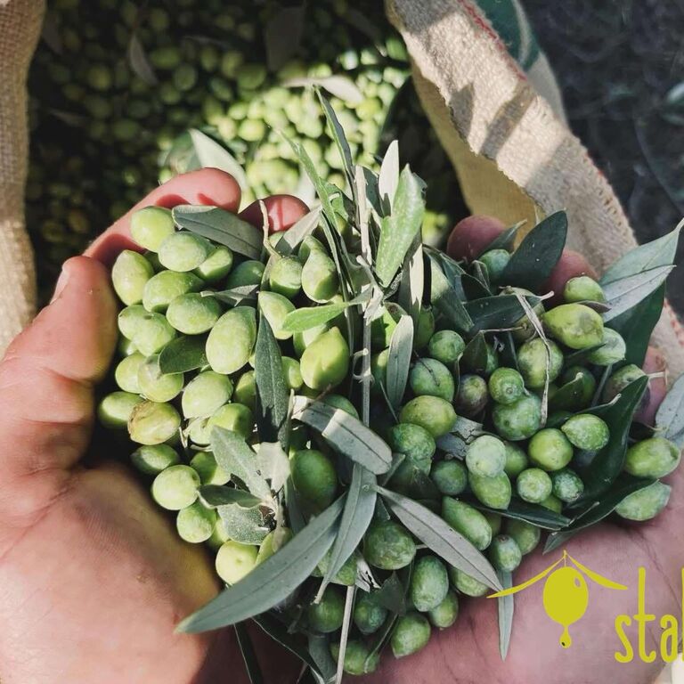 STALIDA OLIVE OIL