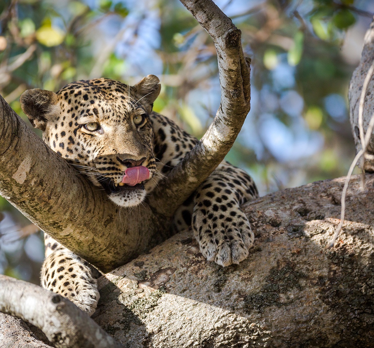 Season Master Adventures