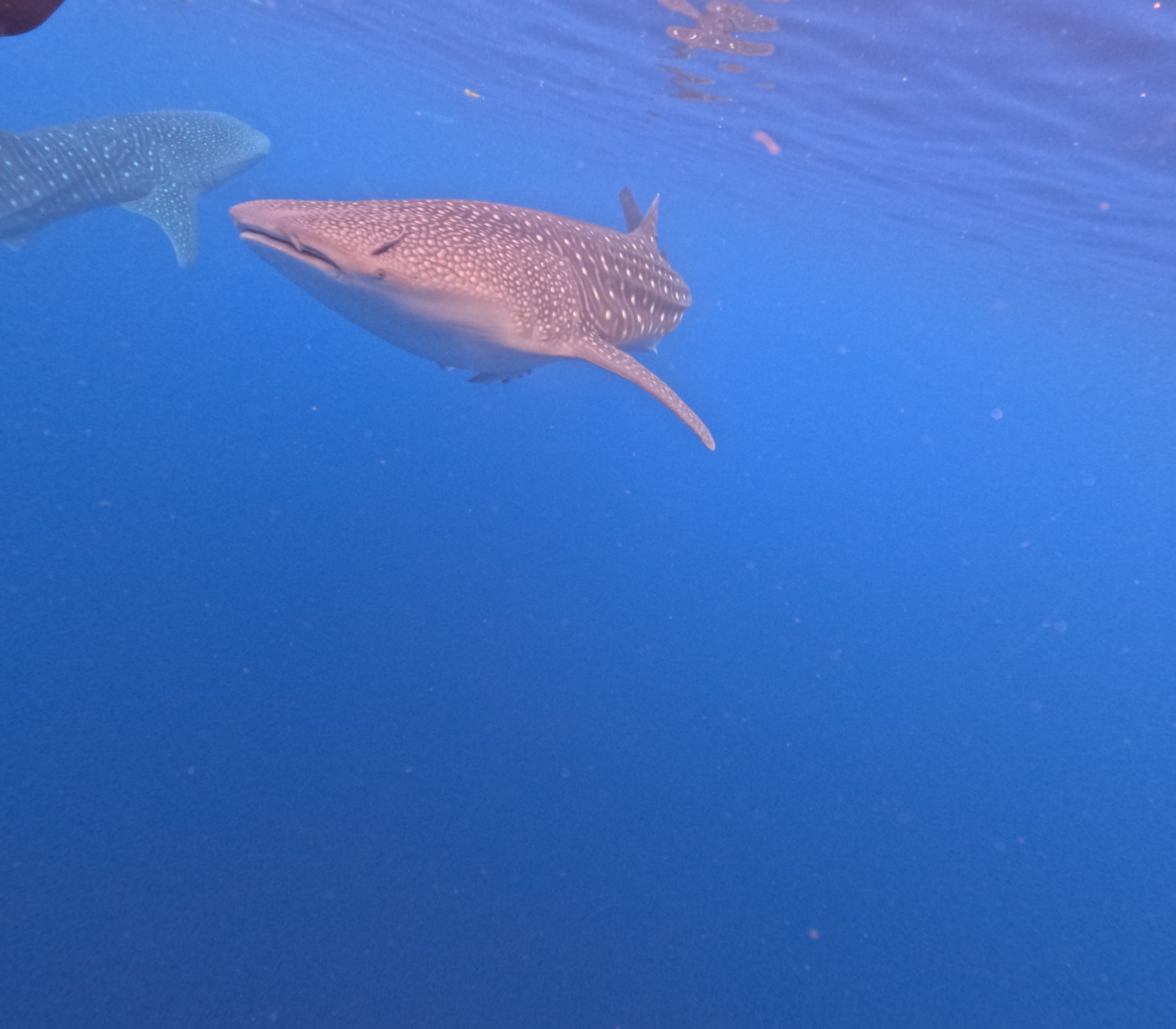 Sumbawa Explore Tour