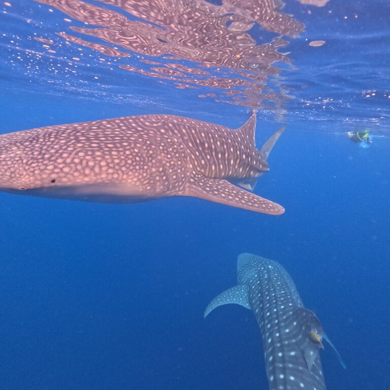 Sumbawa Explore Tour