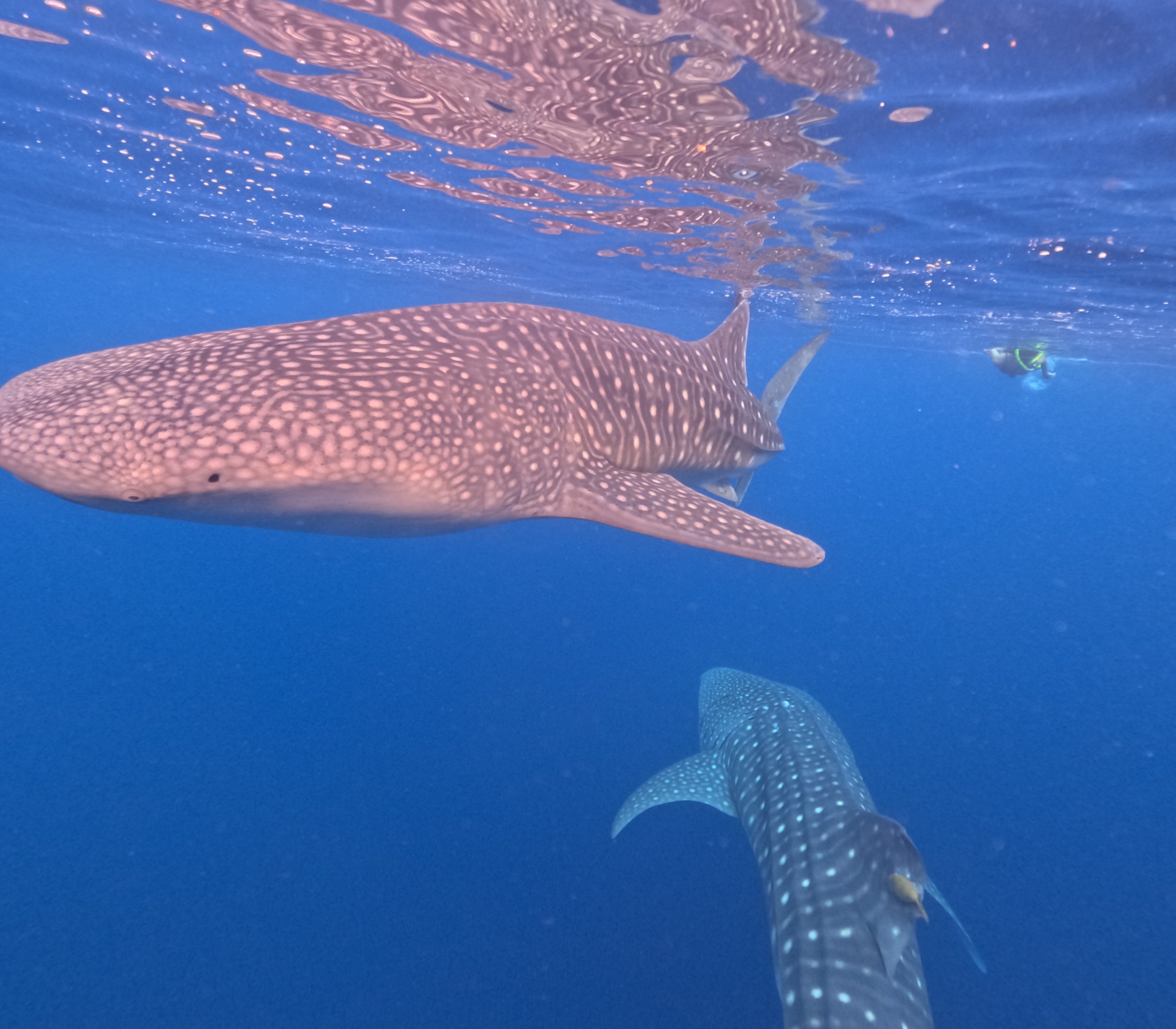 Sumbawa Explore Tour