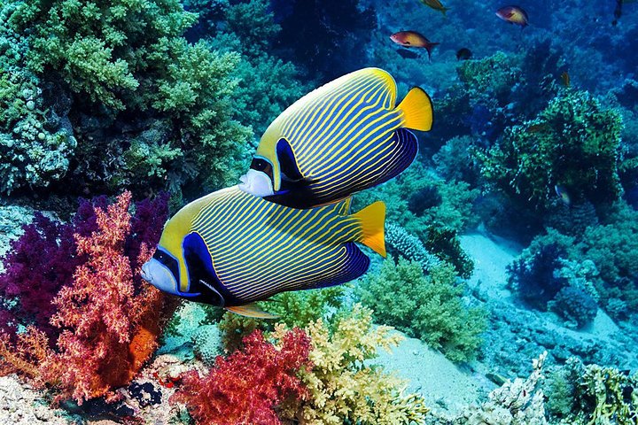 Bali Snorkeling Tour
