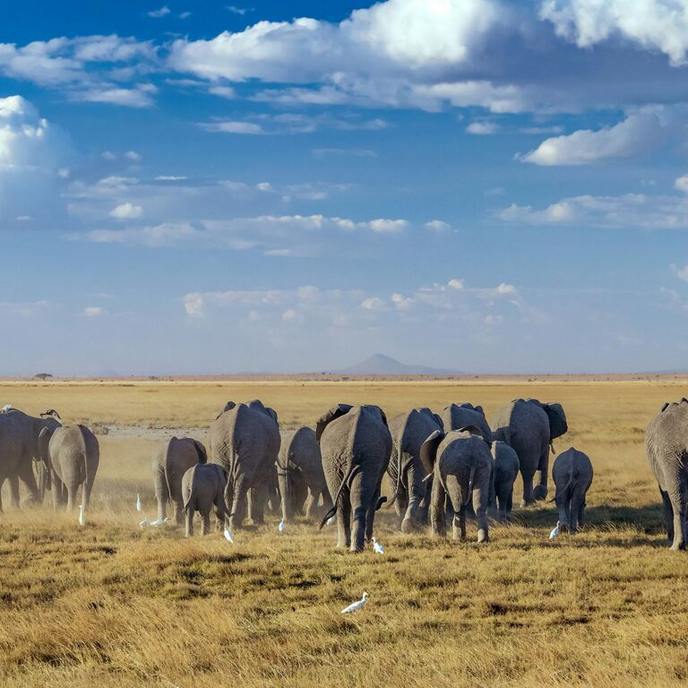 Olengugih Safaris