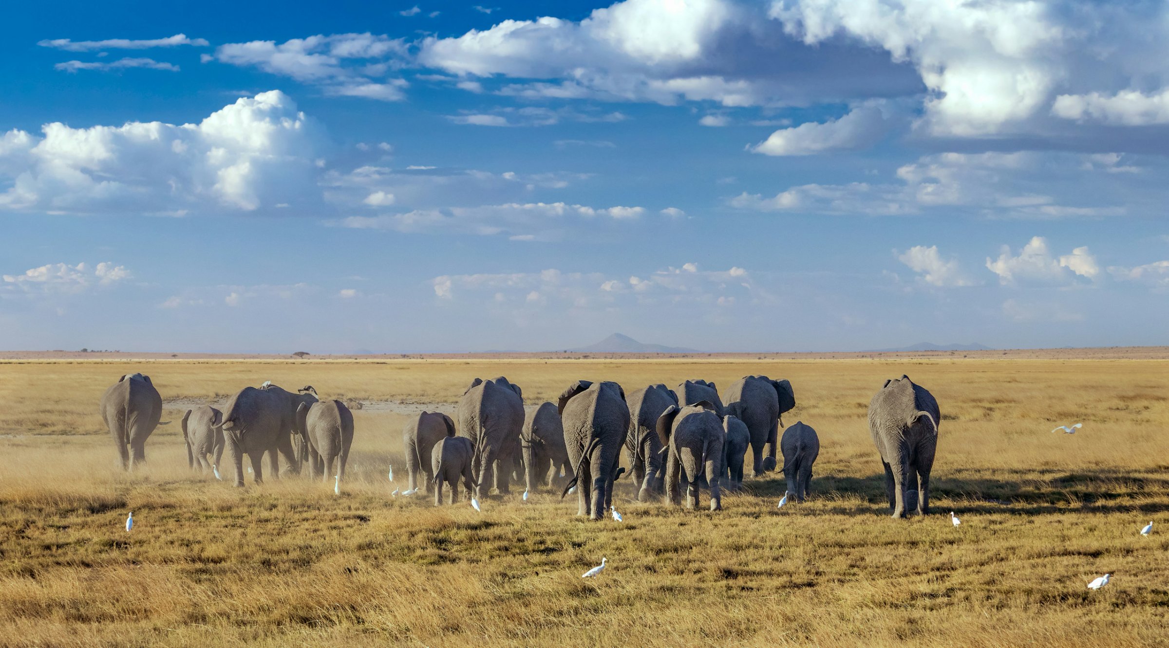 Olengugih Safaris