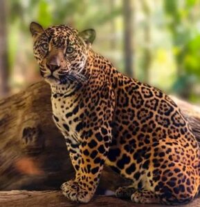 Costarican Adventures