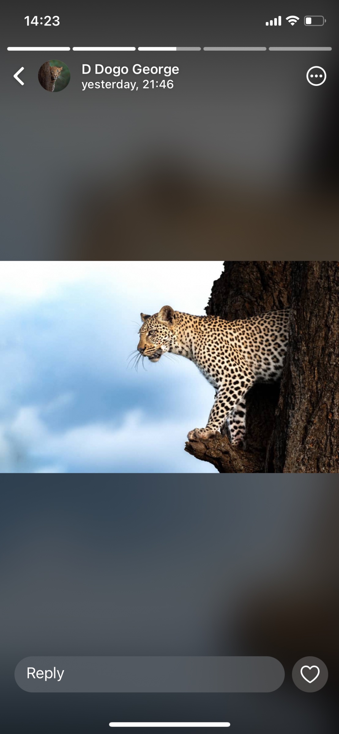 Safari Life Adventures