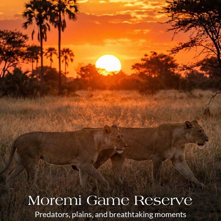Wayei Safaris