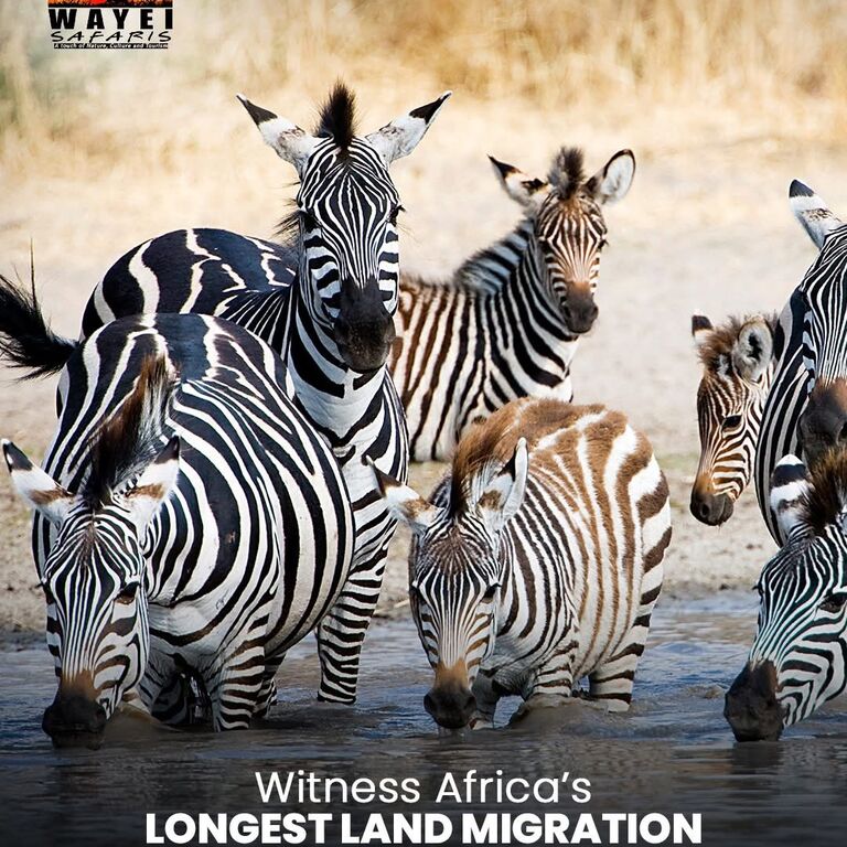 Wayei Safaris