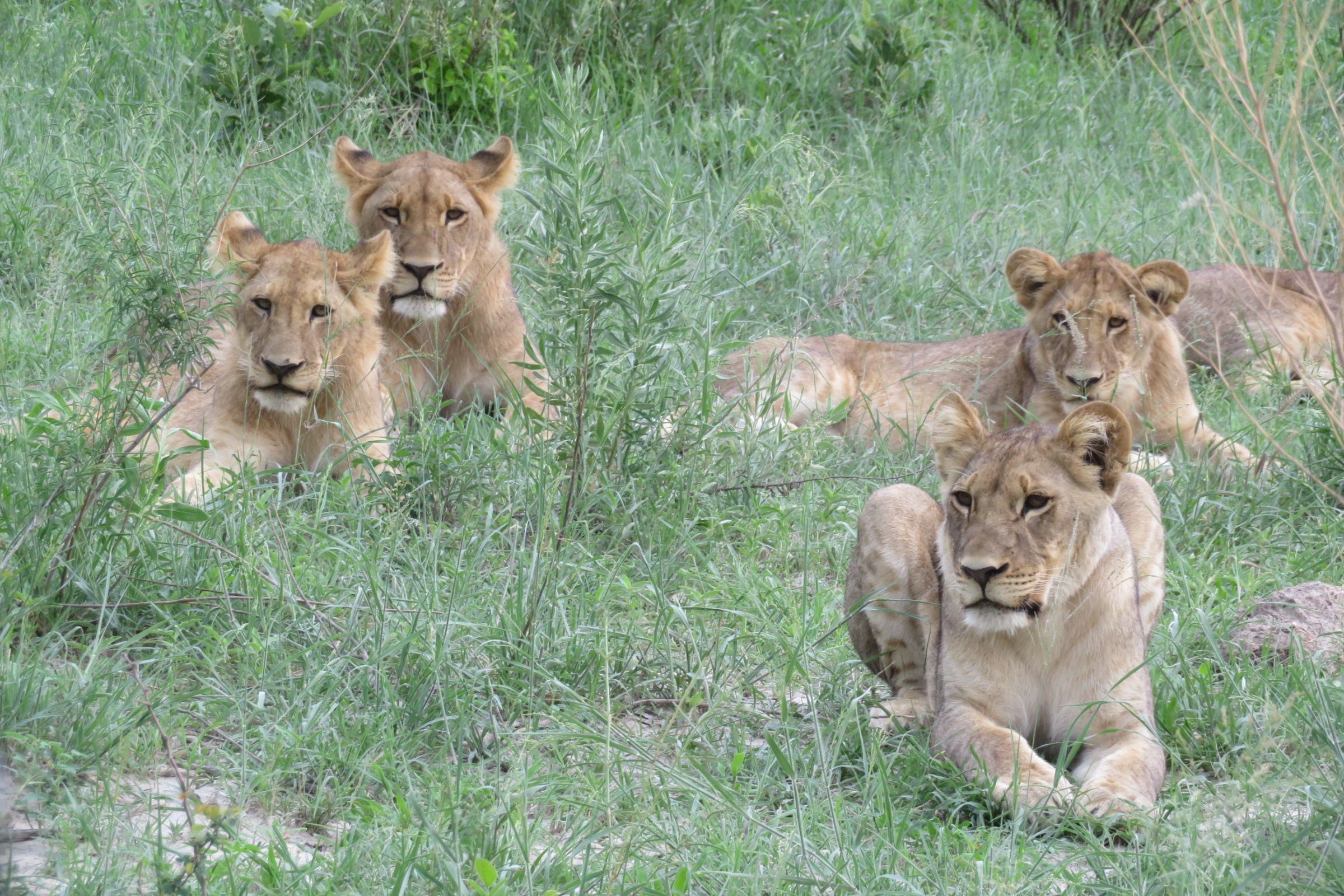 Okavango Delta Safari Tours