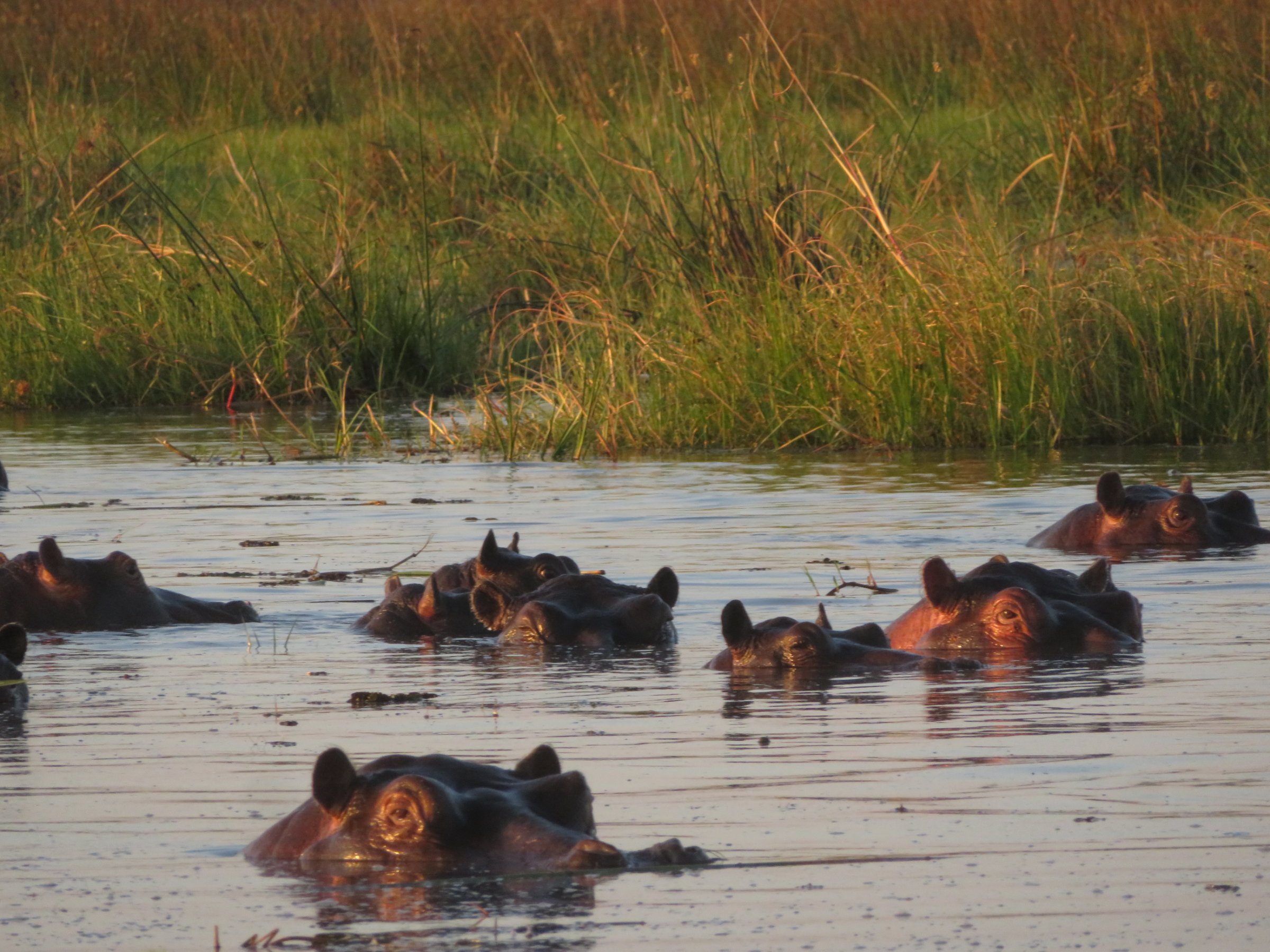 Okavango Delta Safari Tours