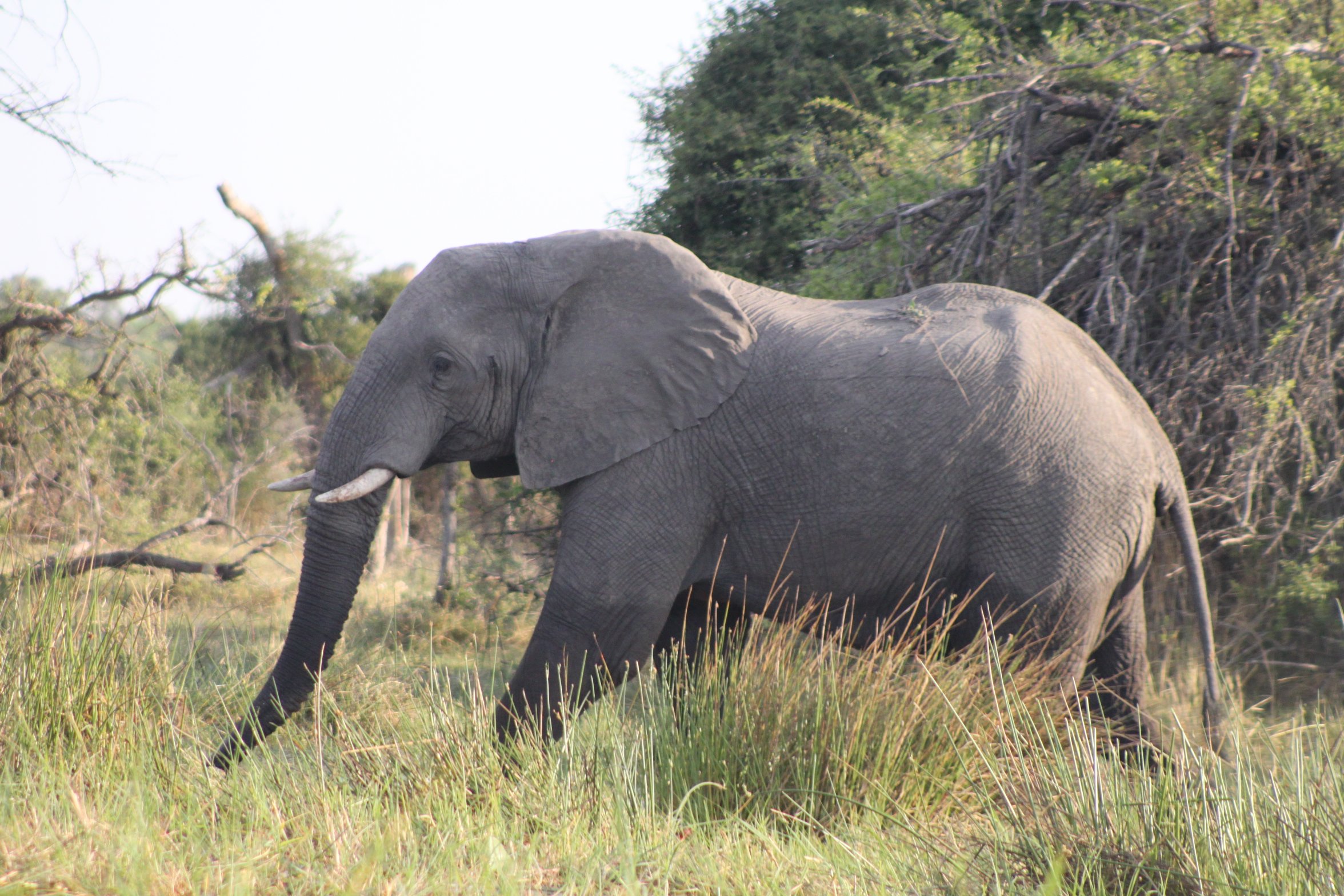 Okavango Delta Safari Tours