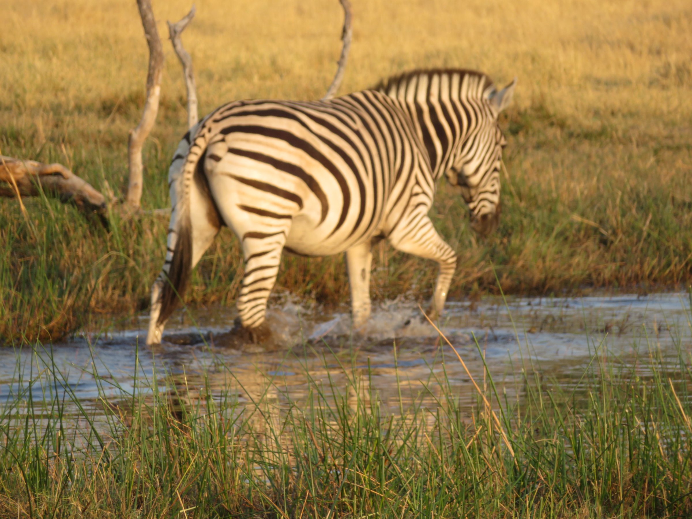 11-Day Wildlife Trekking