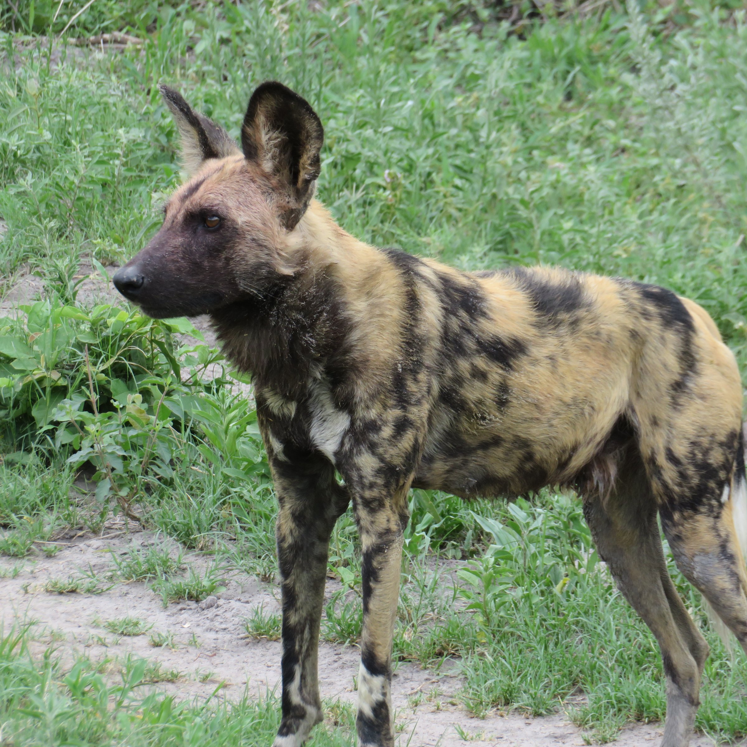 11-Day Wildlife Trekking