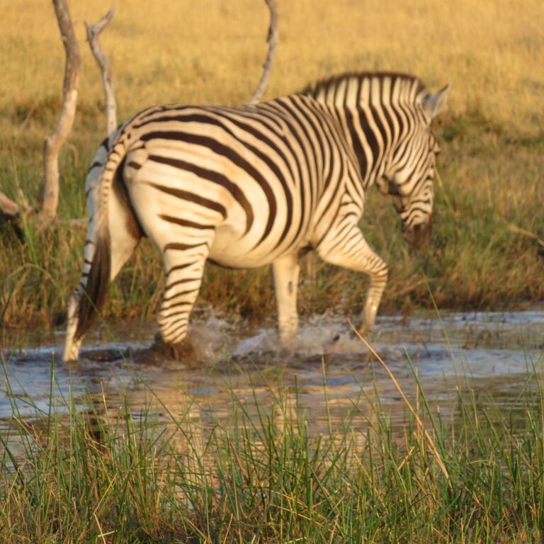11-Day Wildlife Trekking