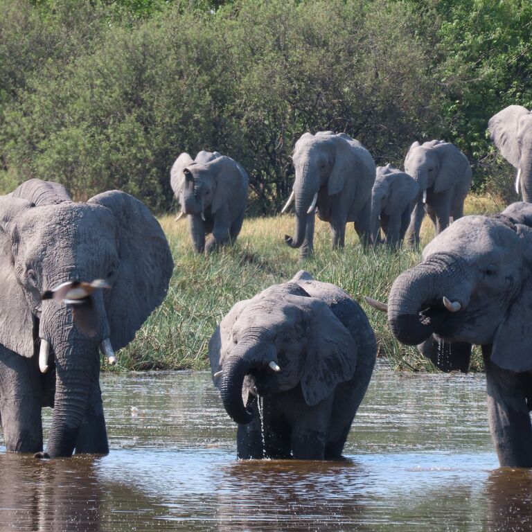 11-Day Wildlife Trekking