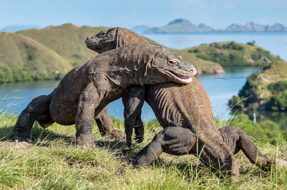 Komodo Heaven Tours