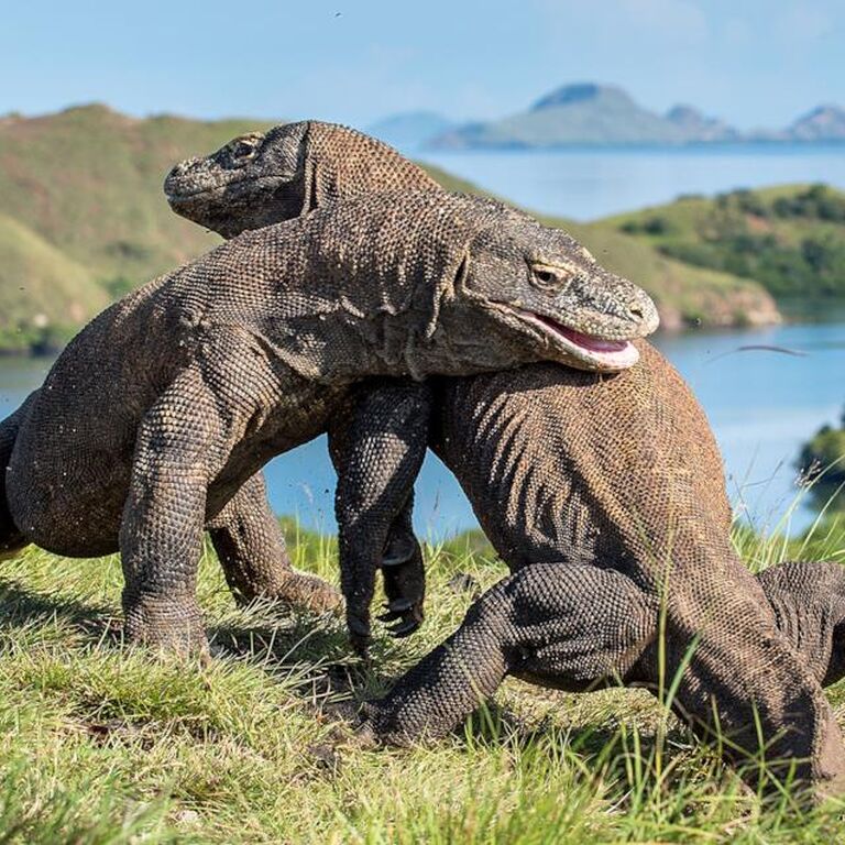 Komodo Heaven Tours