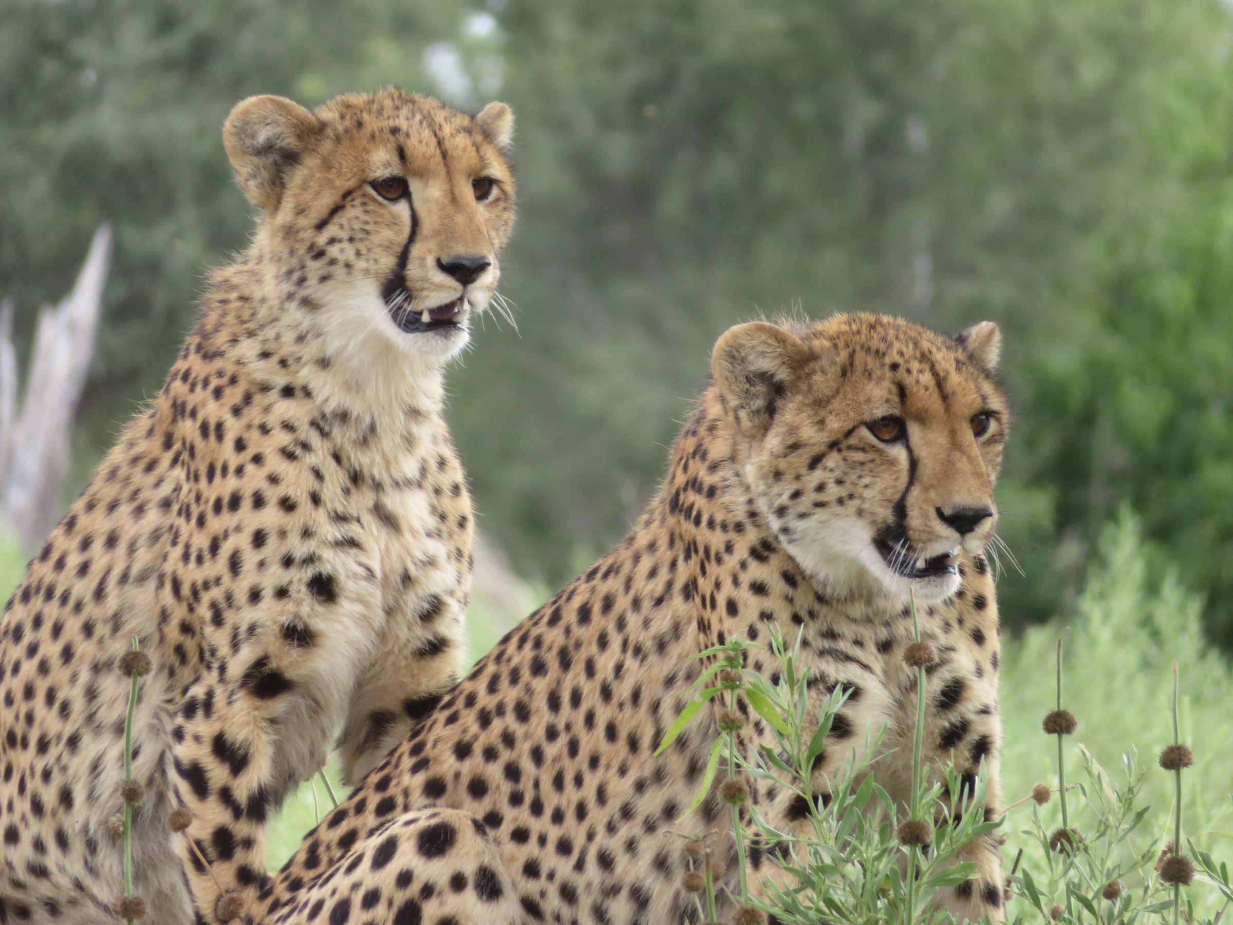 Moremi Game Reserve Day Trip