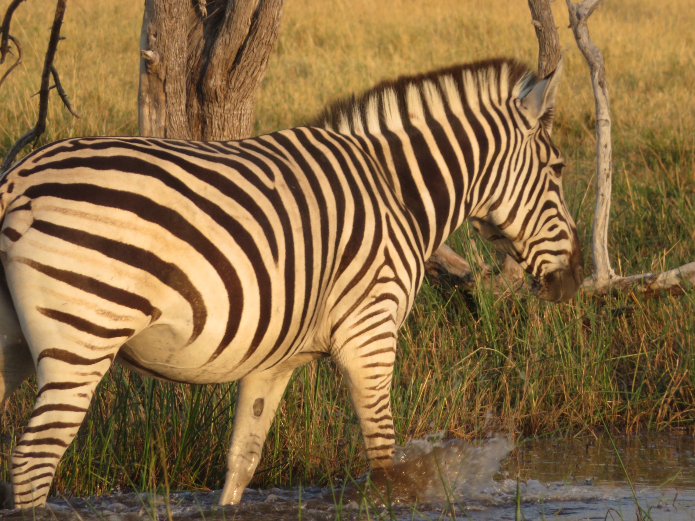 Moremi Game Reserve Day Trip
