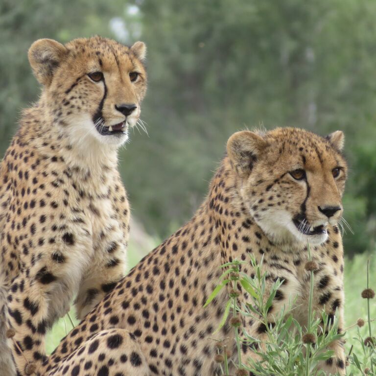 Moremi Game Reserve Day Trip