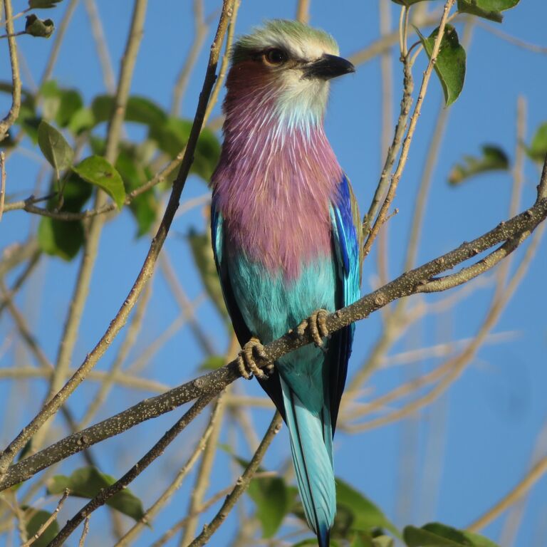 Moremi Game Reserve Day Trip