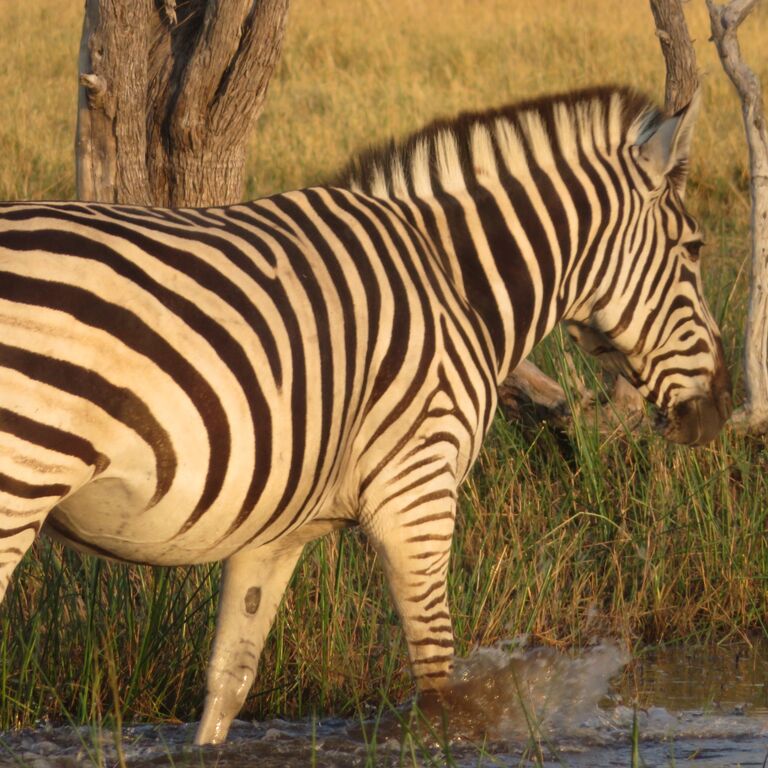 Moremi Game Reserve Day Trip