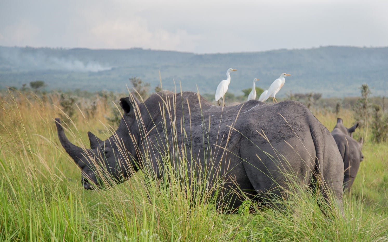 Moonralds Travels and Safaris