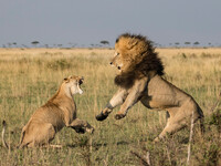 Moonralds Travels and Safaris