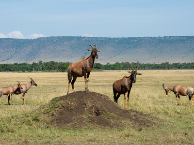 Moonralds Travels and Safaris