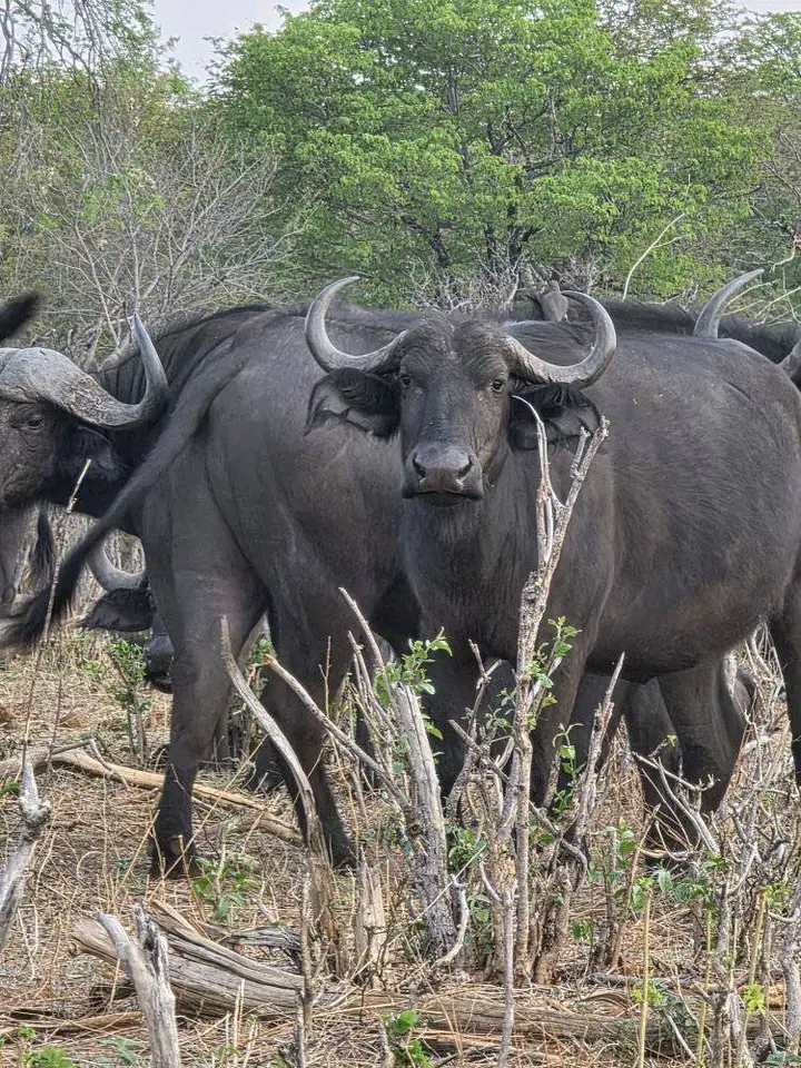 Nyala adventure safaris