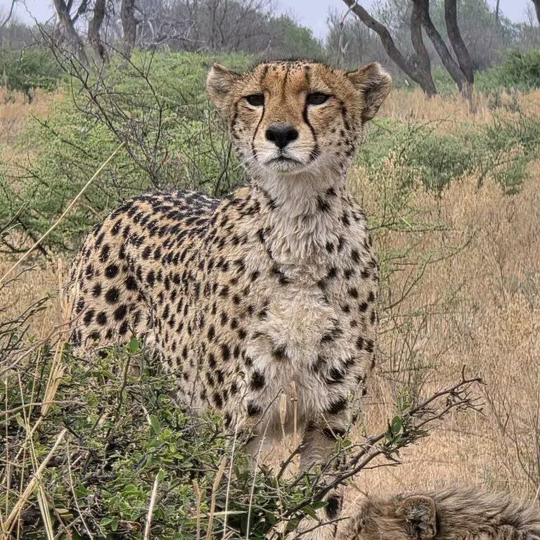 Nyala adventure safaris