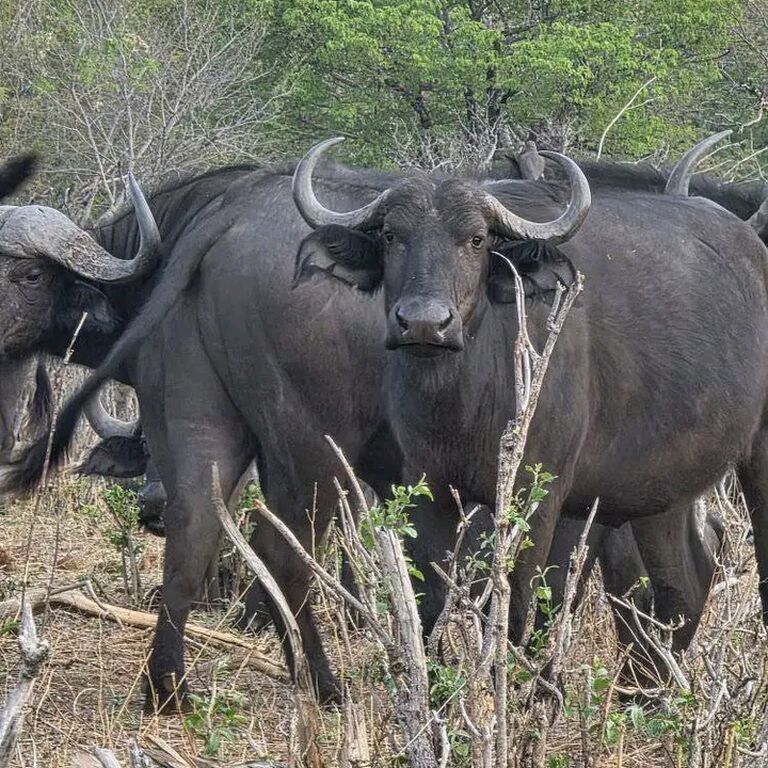 Nyala adventure safaris