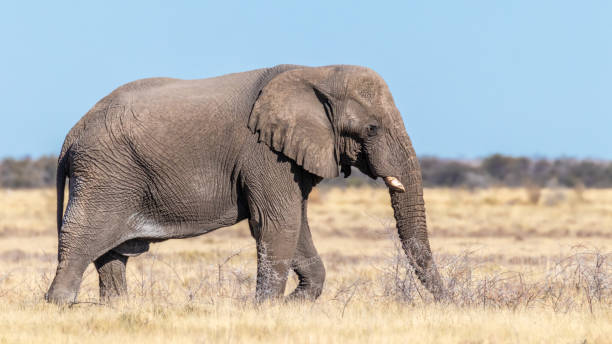 Rion Wildlife Safaris Cc