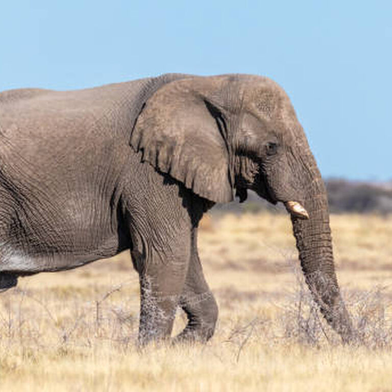 Rion Wildlife Safaris Cc
