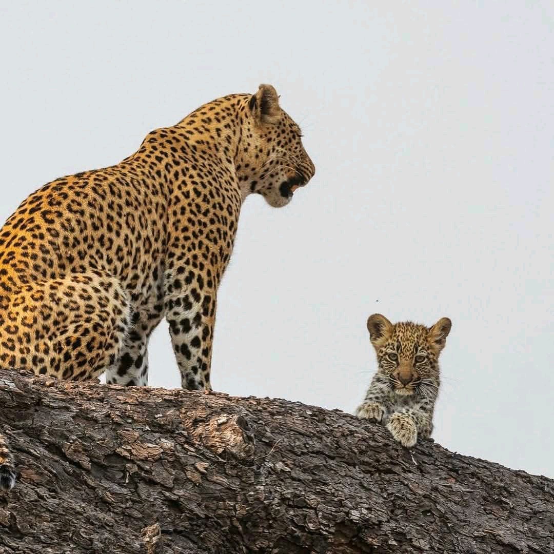 ENRICHMENT AFRICA SAFARIS