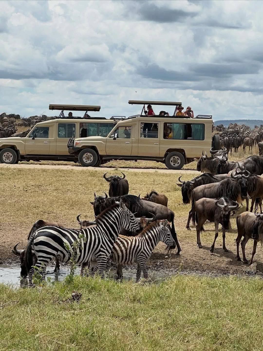 Safaris in Tanzania