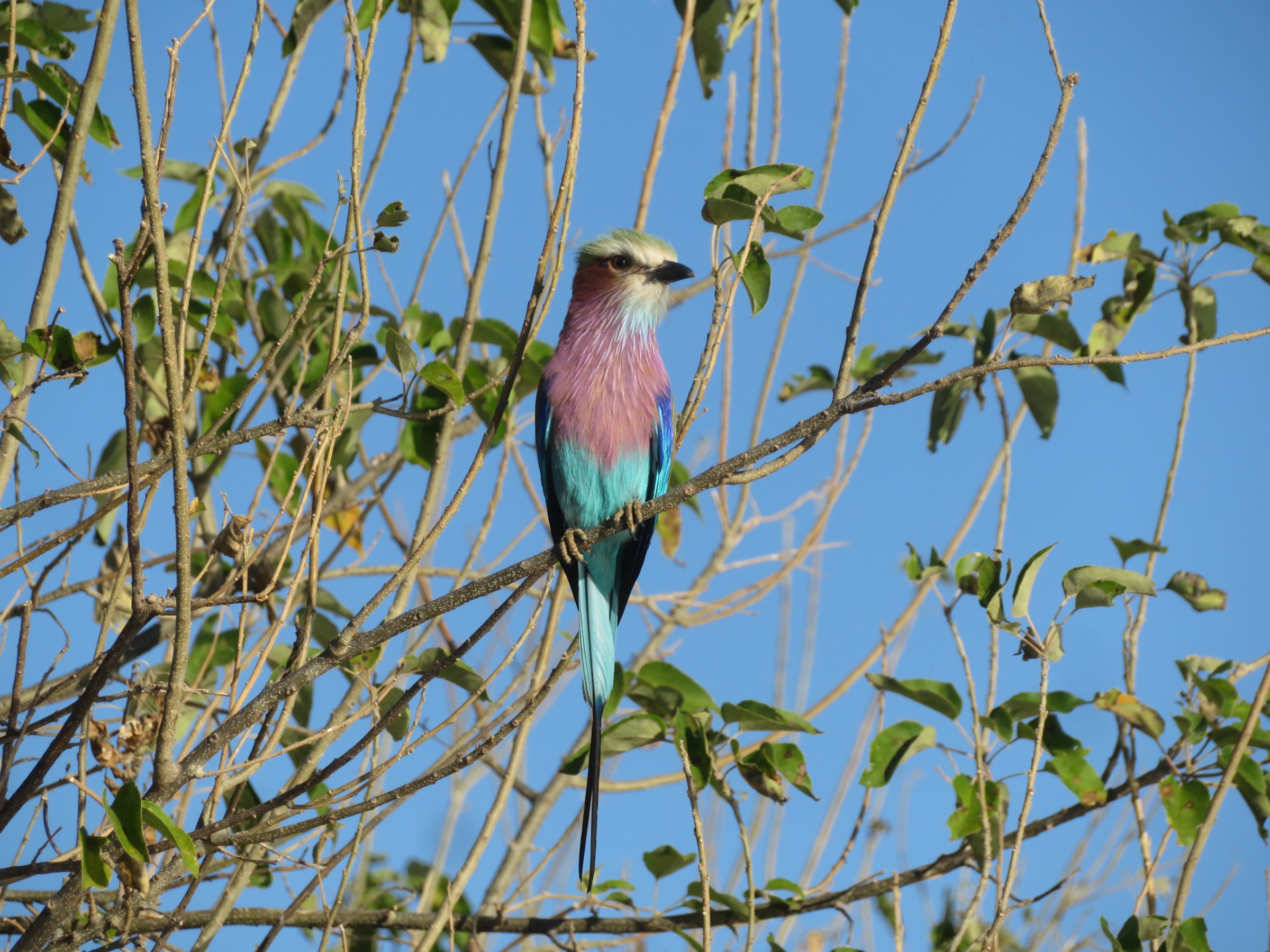 Okavango Delta Mokoro Day Trip